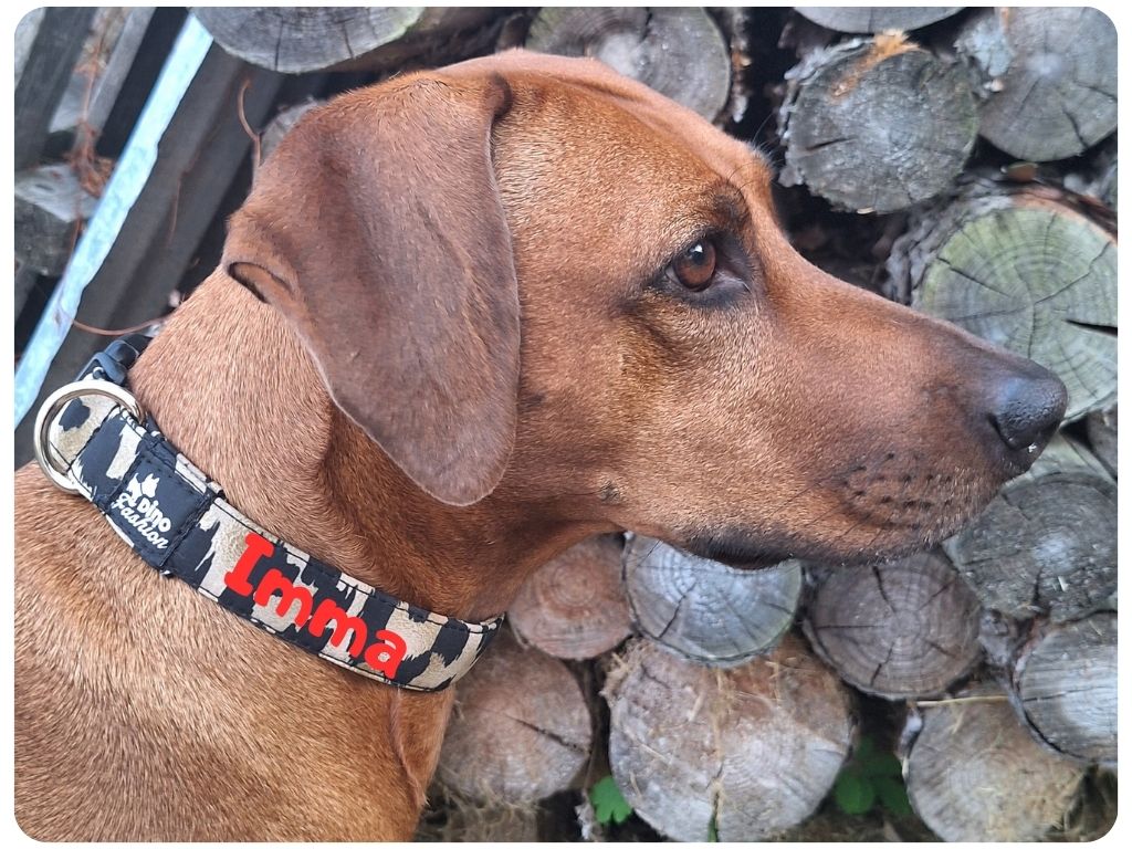 Obojek se jménem pro psa